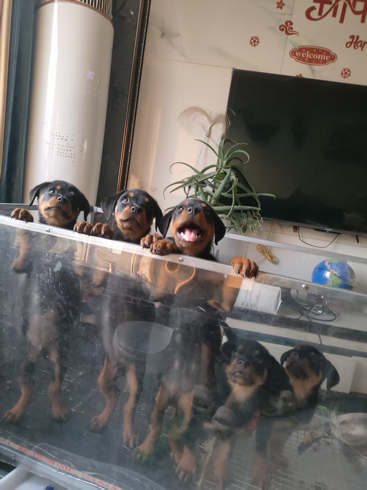 罗威纳幼犬急售
